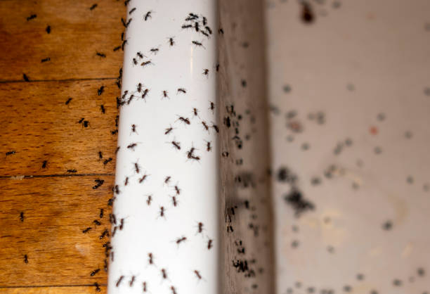 Best Insect Control  in Norton, KS